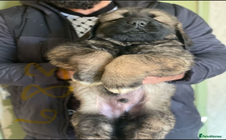 Caucasian Shepherd Dog dogs - Advert 1