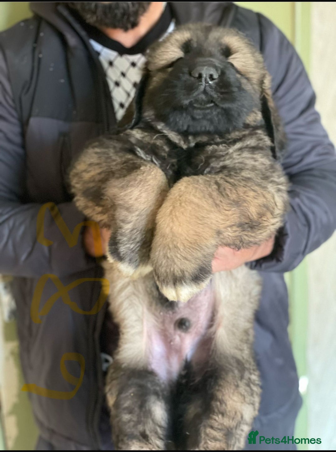 Caucasian Shepherd Dog dogs for sale: Caucasian shepherd puppies titan bloodline  - Image 1