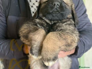 Caucasian Shepherd Dog dogs for sale - Advert 1