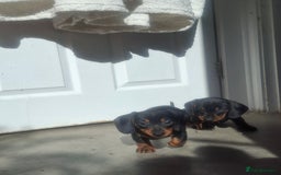 Miniature Dachshund dogs for sale: Miniature Dachshunds - Image 7