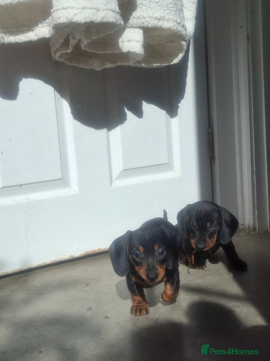Miniature Dachshund dogs for sale: Miniature Dachshunds - Image 7