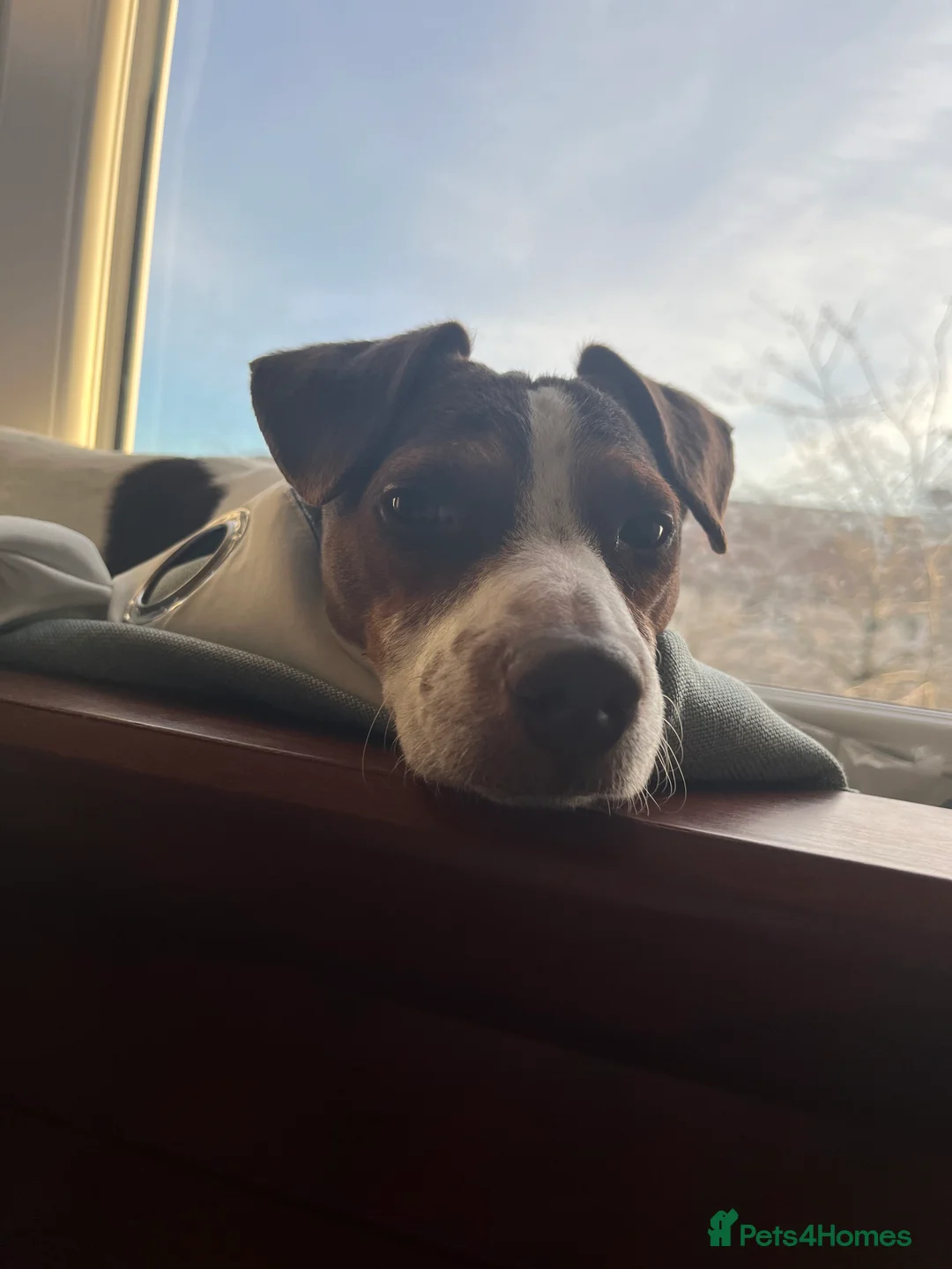 Jack Russell dogs for stud: Bruno for stud  - Advert 11