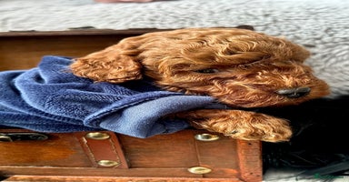 Toy Poodle dogs RED Toy Poodles  - Advert 8