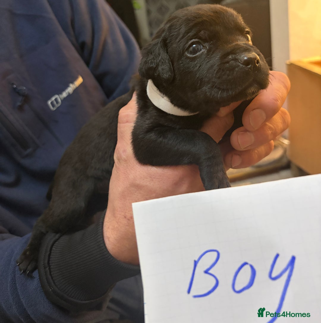 Mixed Breed dogs for sale: canecorso pups - Advert 9