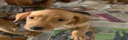 Cockerdor dogs for sale: Fox red Cockerdor pups 🐶 - Advert 26