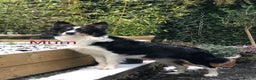 Border Collie dogs for sale: 6 gorgeous high quality Border Collie Puppies  - Advert 2