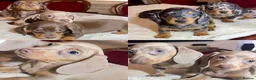 Miniature Dachshund dogs for sale: dachshunds puppies  - Advert 1