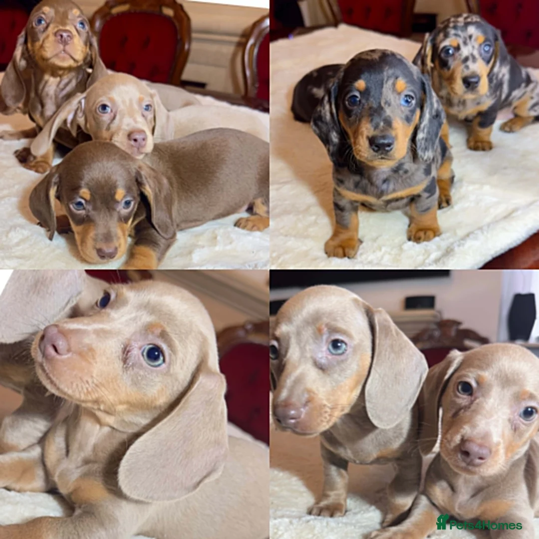Miniature Dachshund dogs for sale: dachshunds puppies  - Advert 1