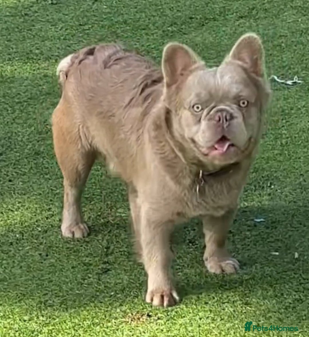 French Bulldog dogs for sale: Fluffy French bulldog Orion almost 2 years old - Advert 1