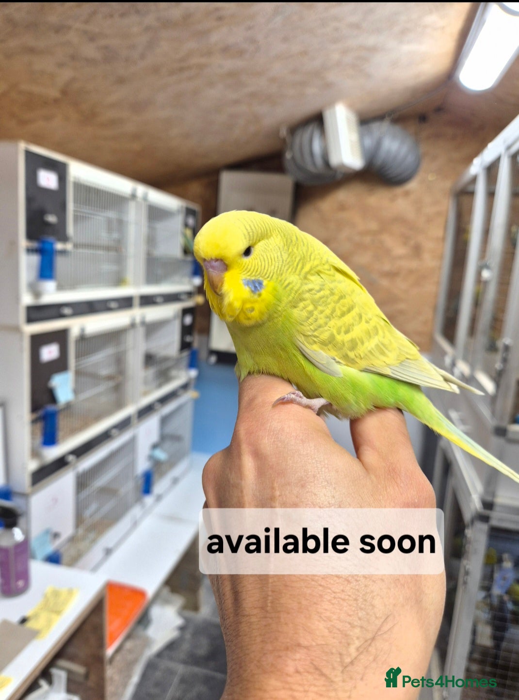 Budgerigars birds  Baby cock tamed Diluted  - Advert 6