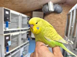 Budgerigars birds Baby cock tamed Diluted - Advert 6