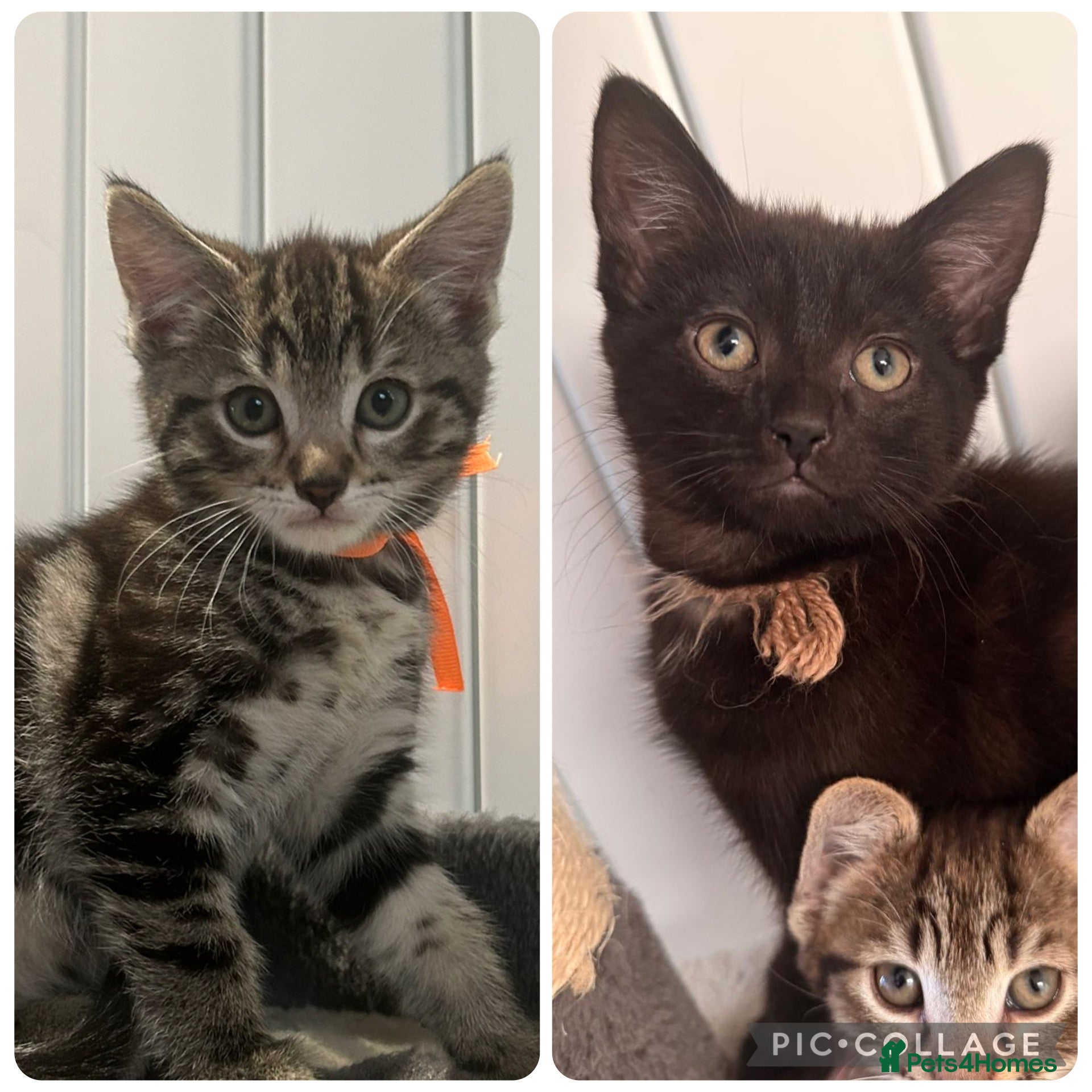 Mixed Breed cats British Mixed 3 boy kittens (ready to go) - Advert 16