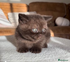 British Shorthair cats TICA Registered British Shorthair Kittens - Advert 6