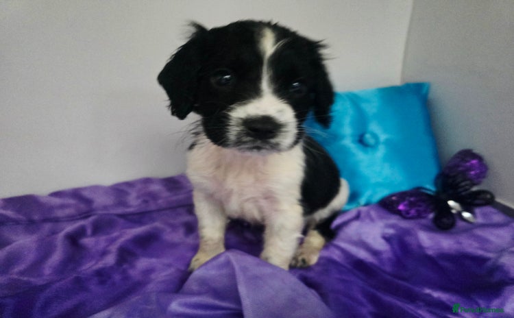 English Springer Spaniel dogs - Advert 4