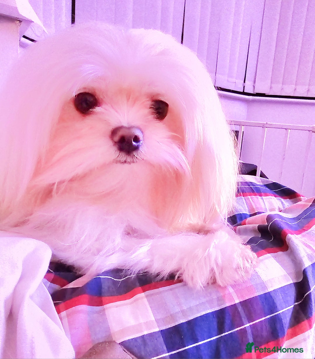Maltese dogs for stud: 2kg kC Korean line Maltese stud in Derby - Advert 10