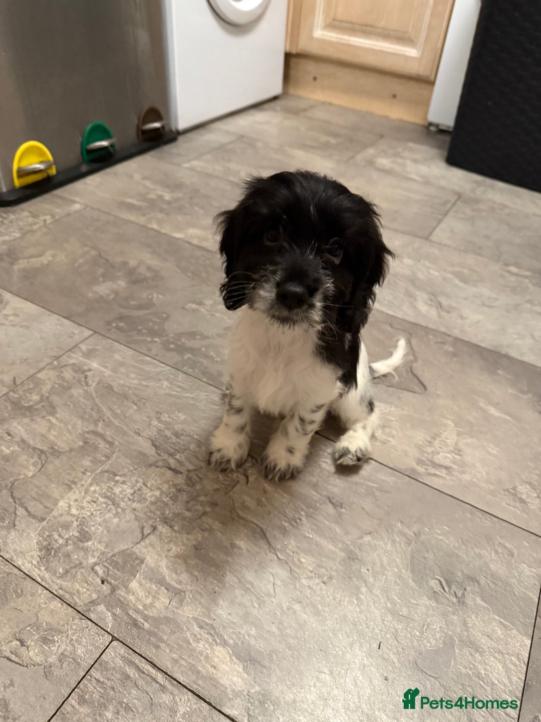 Cockapoo dogs for sale: Puppies - Advert 7