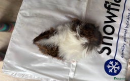 Guinea Pig rodents for sale: 8 week old and 10month old boys and girls - Image 12