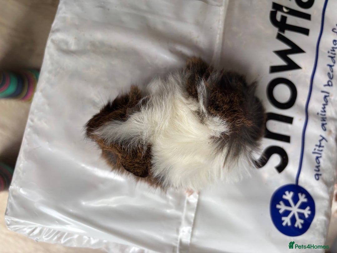 Guinea Pig rodents for sale: 8 week old and 10month old boys and girls - Image 12