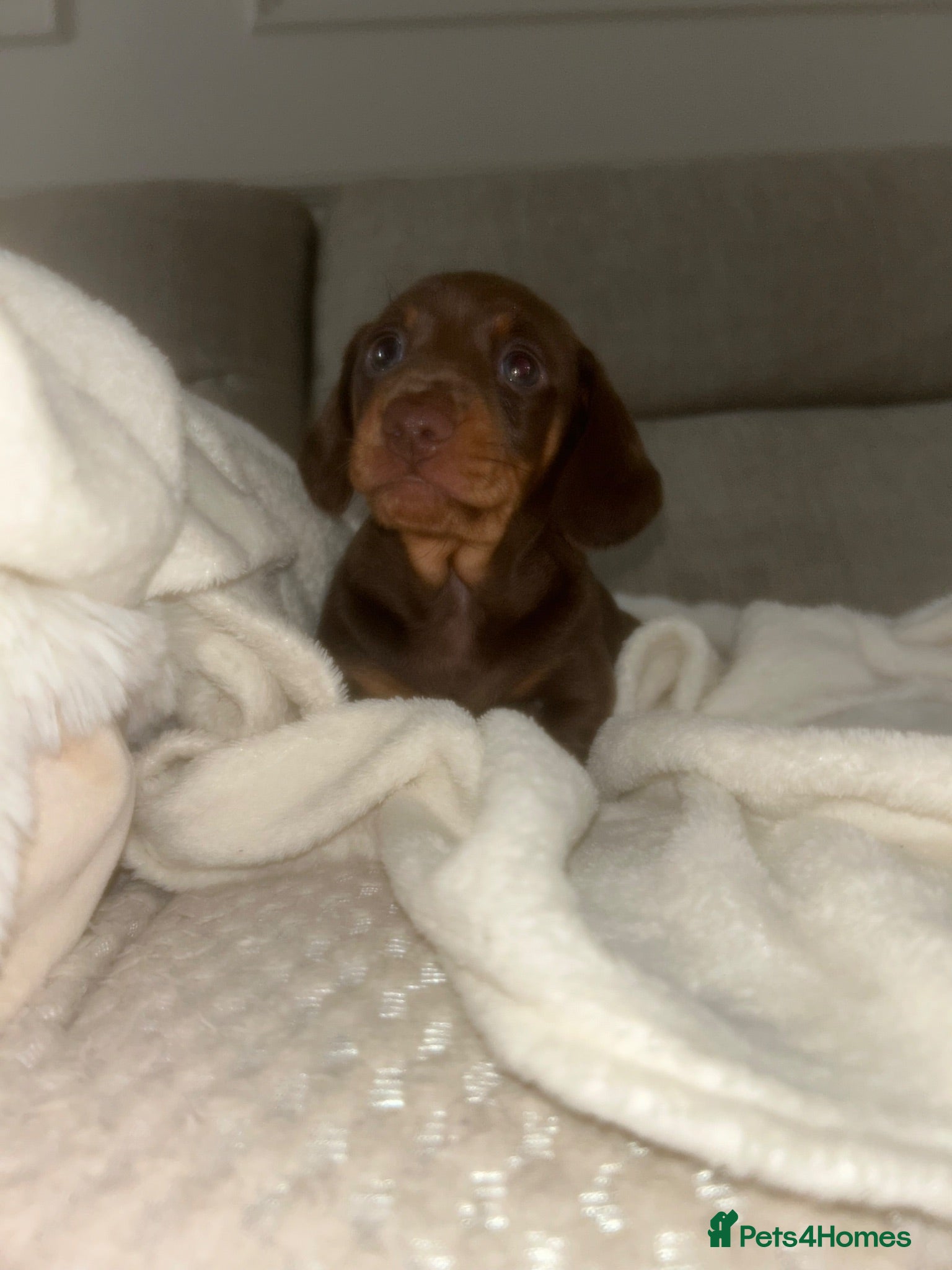 Miniature Dachshund dogs Kc reg miniature dachshund puppies  - Advert 12