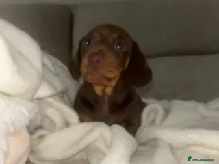 Miniature Dachshund dogs Kc reg miniature dachshund puppies - Advert 12
