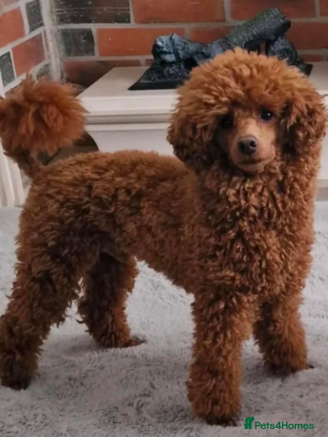 Maltipoo dogs for sale: Adorable Maltipoo Pups - Image 18