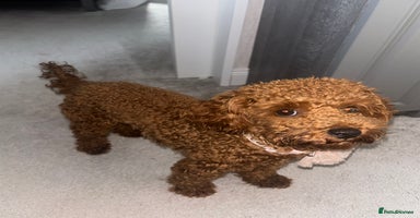 Toy Poodle dogs - Advert 13