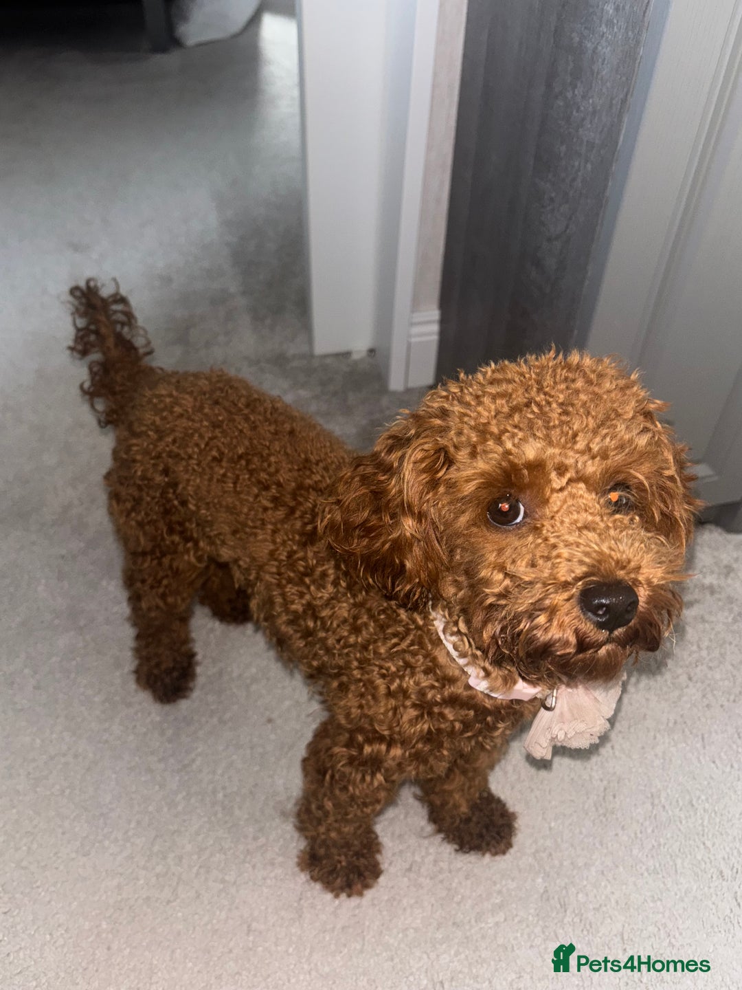 Toy Poodle dogs for sale: Red Apricot Toy Poodle  - Image 2