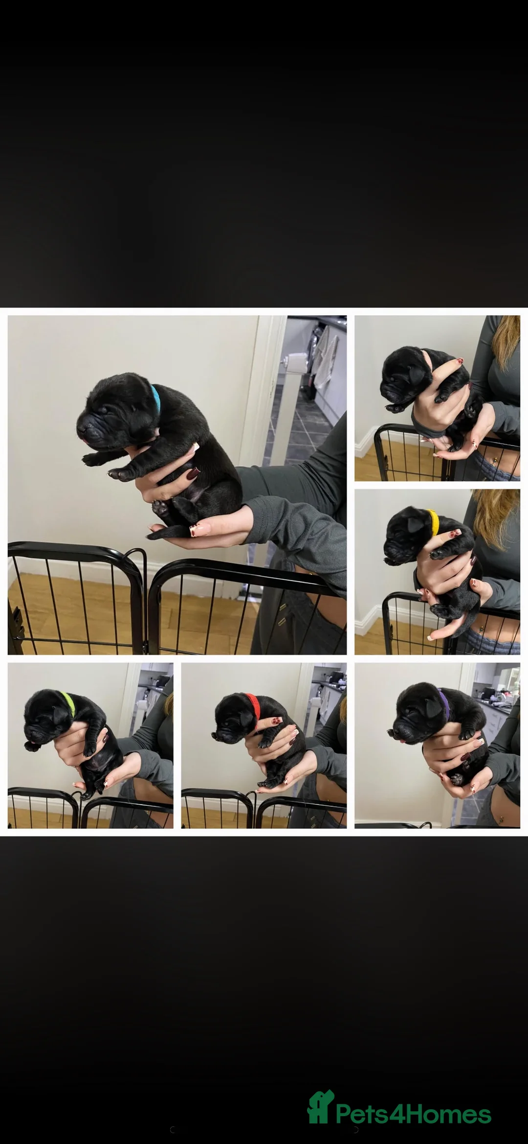 Labrador Retriever dogs for stud: Chocolate Labrador Stud - Advert 13