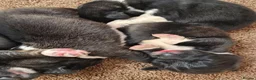 Caucasian Shepherd Dog dogs for sale: Caucasian Shepherd Puppies  - Advert 3