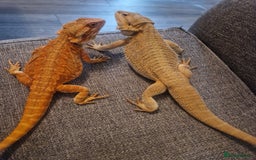 Bearded Dragon reptiles for sale: Male bearded dragon - Image 4