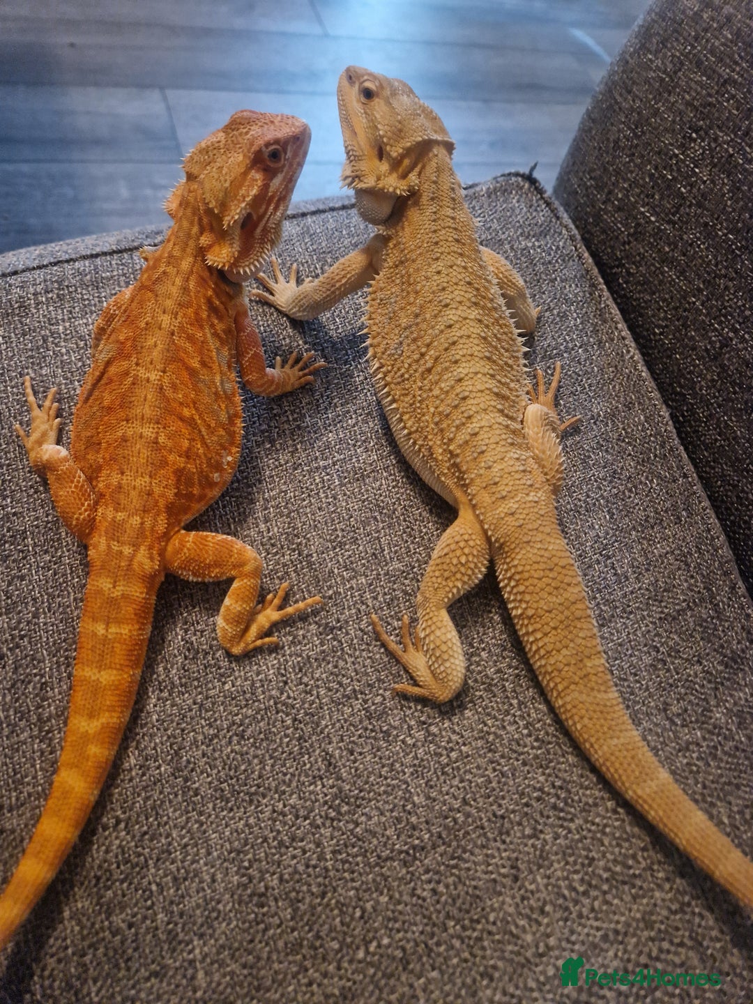 Bearded Dragon reptiles for sale: Male bearded dragon - Image 4