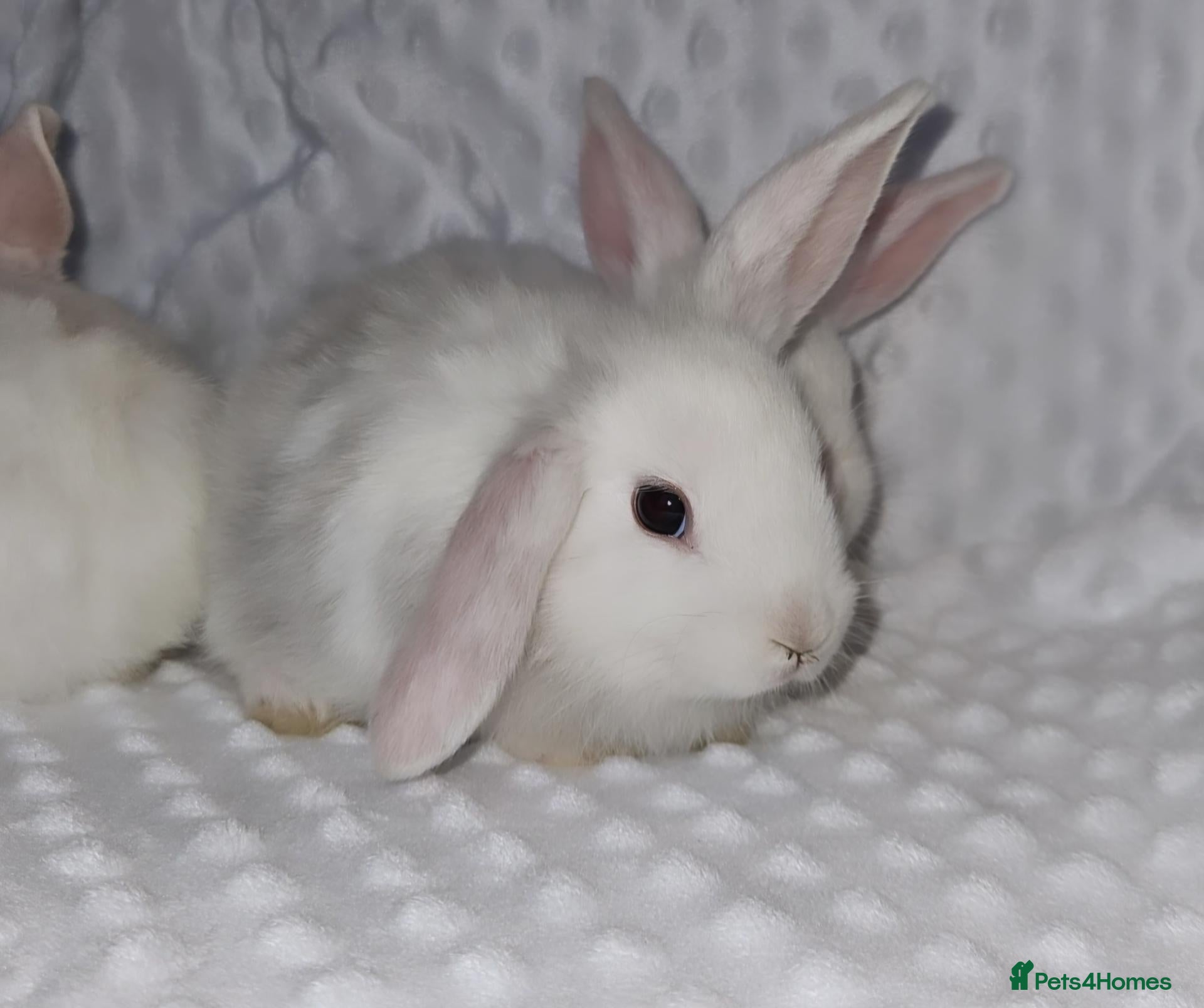 Mini Lop rabbits for sale: Baby Bunnys *Ready Now*  - Advert 1
