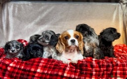 Cavapoo dogs for sale: STUNNING CAVAPOO PUPPIES READY NOW - Image 14