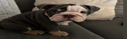 English Bulldog dogs for stud: Stud - English bulldog  - Advert 4