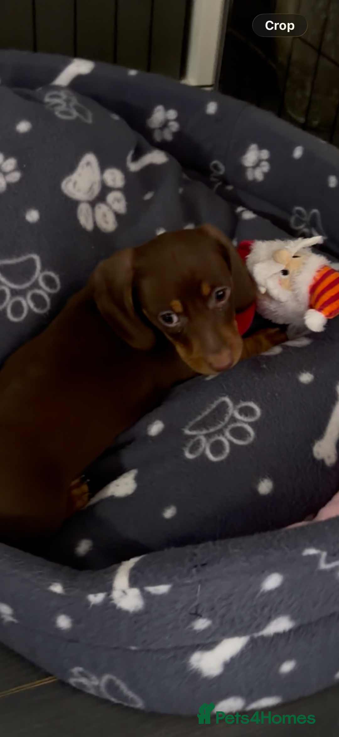 Miniature Dachshund dogs for sale: Stunning minature dachshunds  - Advert 25