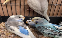 Budgerigars birds for sale: Baby budgies and starter cage  - Image 15