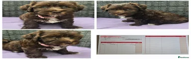 Havanese 2
