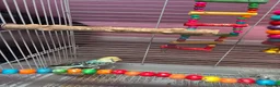 Budgerigars birds for sale: budgie - Advert 2