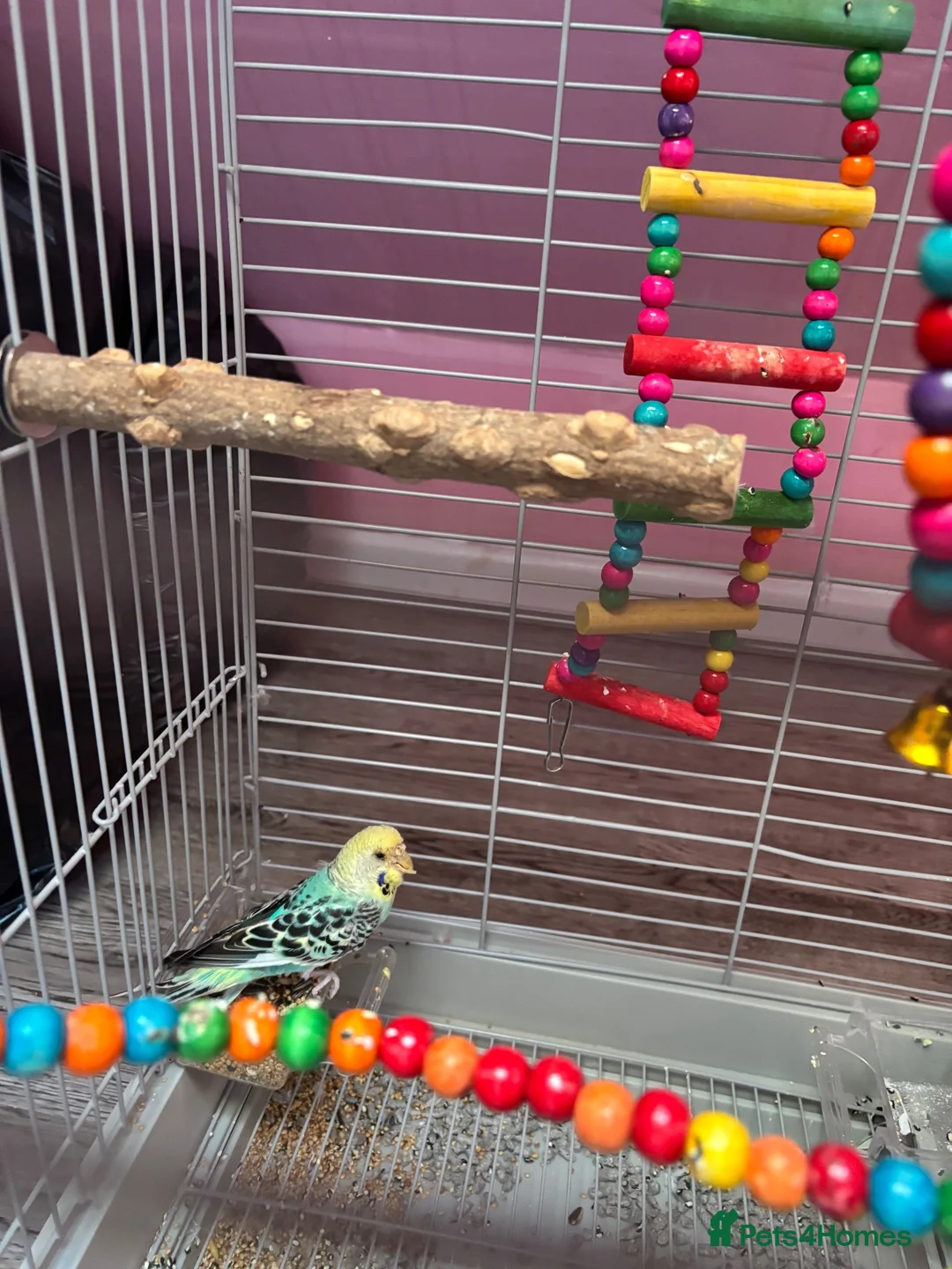 Budgerigars birds for sale: budgie - Advert 2
