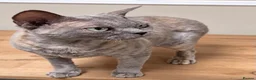 Devon Rex cats for sale: Stunning beautiful Blue /cream female Devon Rex  - Advert 1