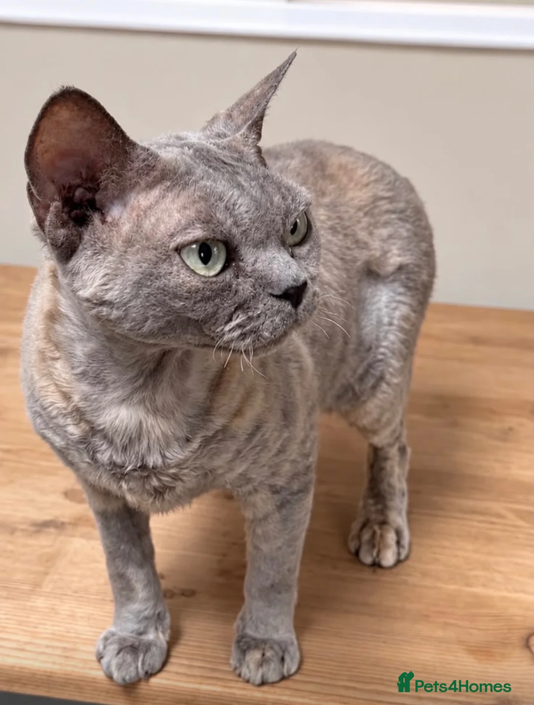 Devon Rex cats for sale: Stunning beautiful Blue /cream female Devon Rex  - Advert 1
