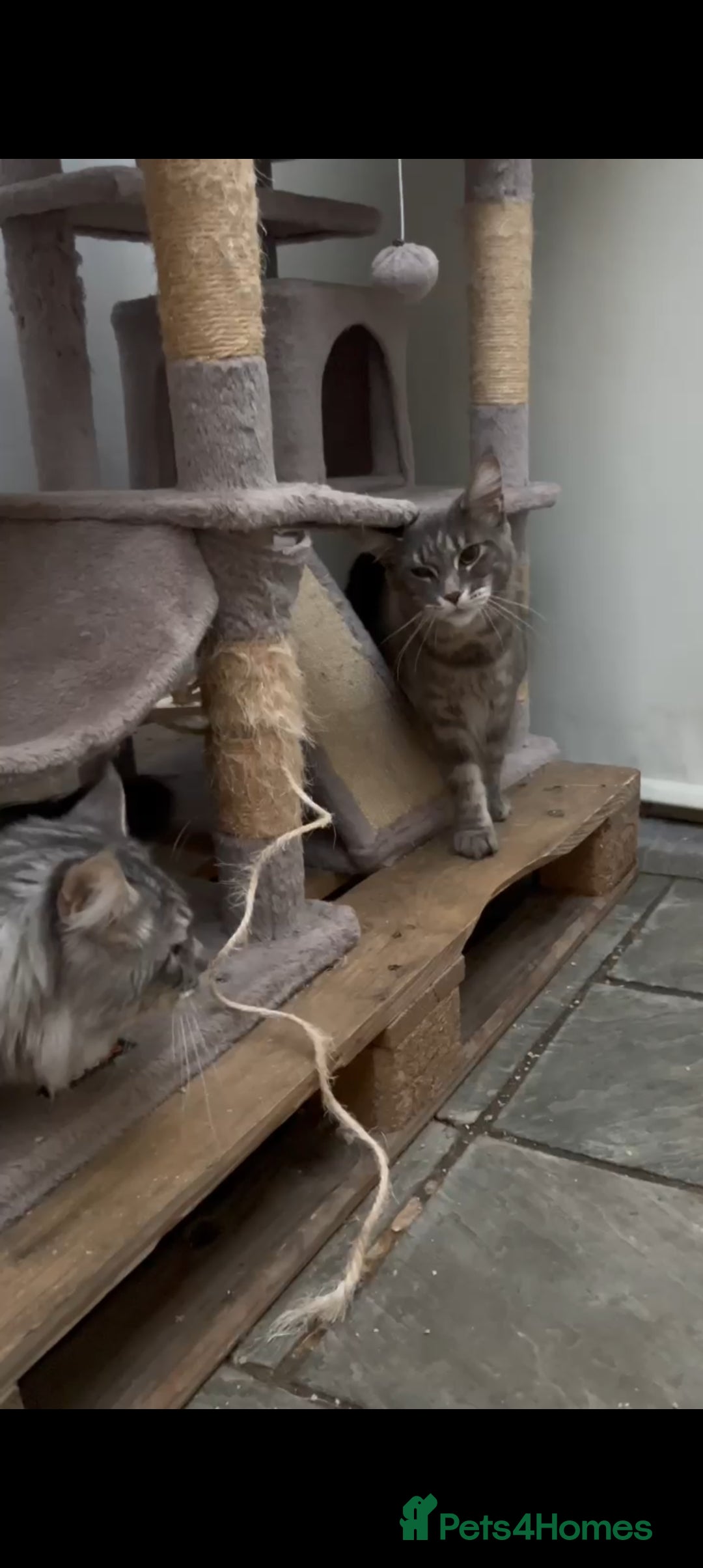 Maine Coon cats for sale: Twinny One and Two in Southend-on-Sea - Image 12