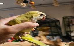 Budgerigars birds for sale: Beautiful Lime Green Quaker for sale!!! - Image 2