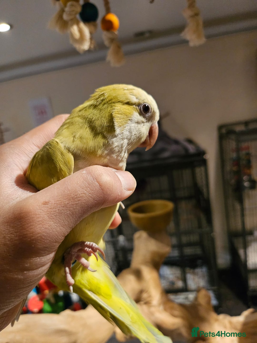 Budgerigars birds for sale: Beautiful Lime Green Quaker for sale!!! - Image 2