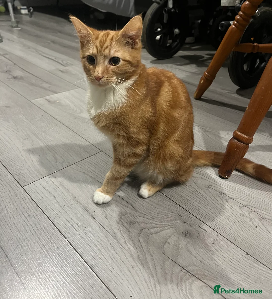 Mixed Breed cats for sale: Kittens - Advert 12