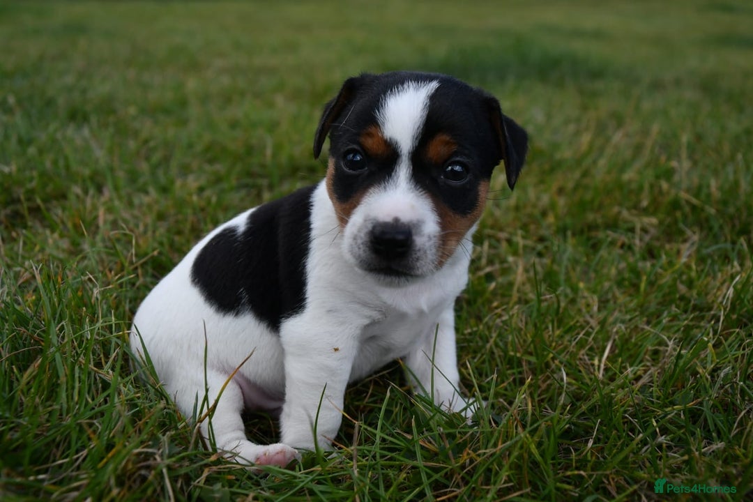 Jack Russell dogs for sale: Jack Russel puppies for sale  - Image 22