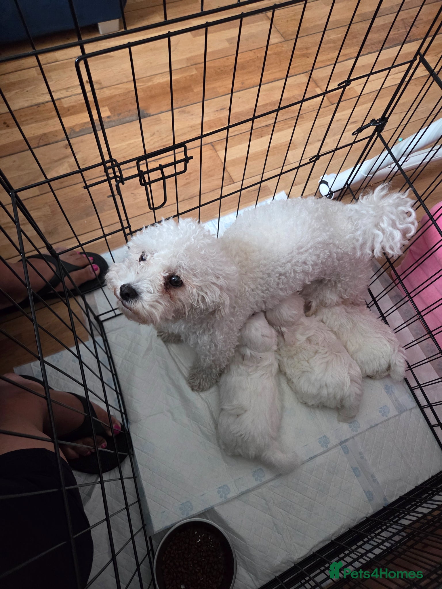 Bichon Frise dogs for sale: 4 lovely bichon frise puppies  - Advert 1