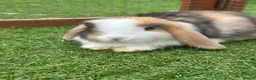 Mini Lop rabbits for sale: 🐰 Pure Bred Mini Lop Kits 🐰 - Advert 6