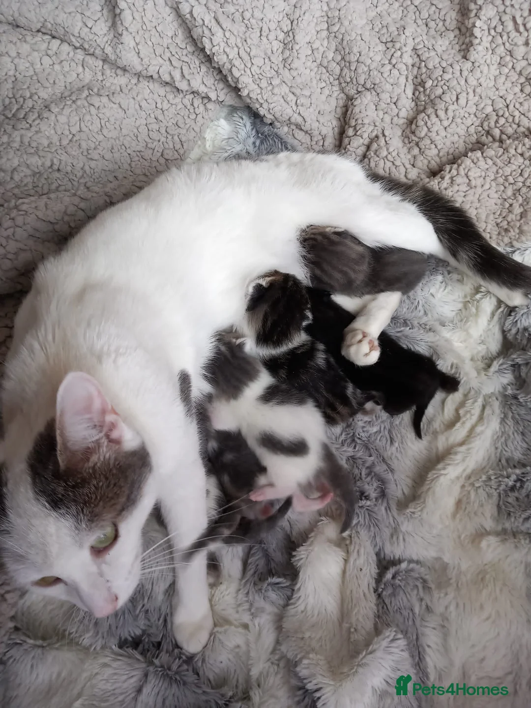 Mixed Breed cats for sale: Beautiful kittens in Liverpool - Advert 1