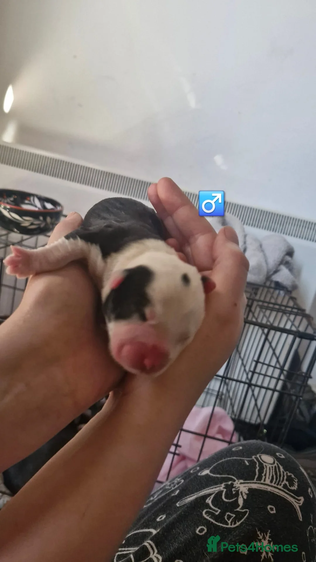 Mixed Breed dogs for sale: 5 puppies left mixed sex Labrador springer  in Boston - Advert 16